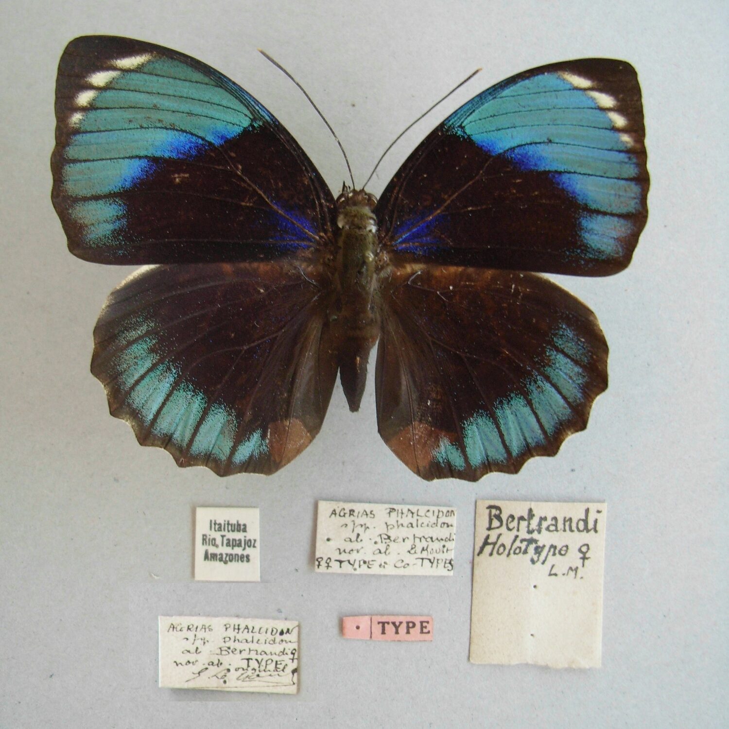 Foto di una farfalla.