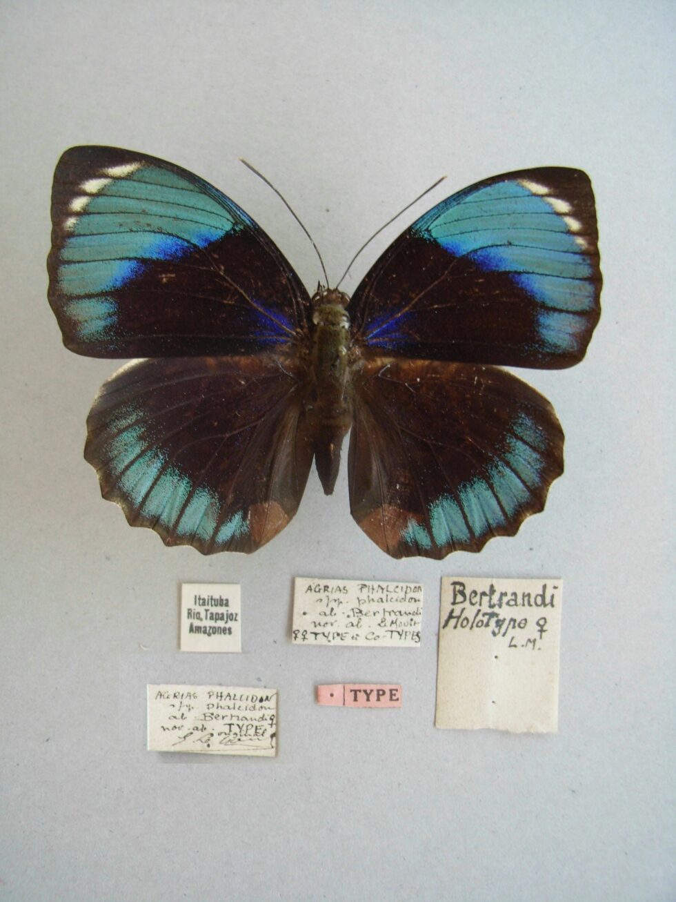 Foto di una farfalla.