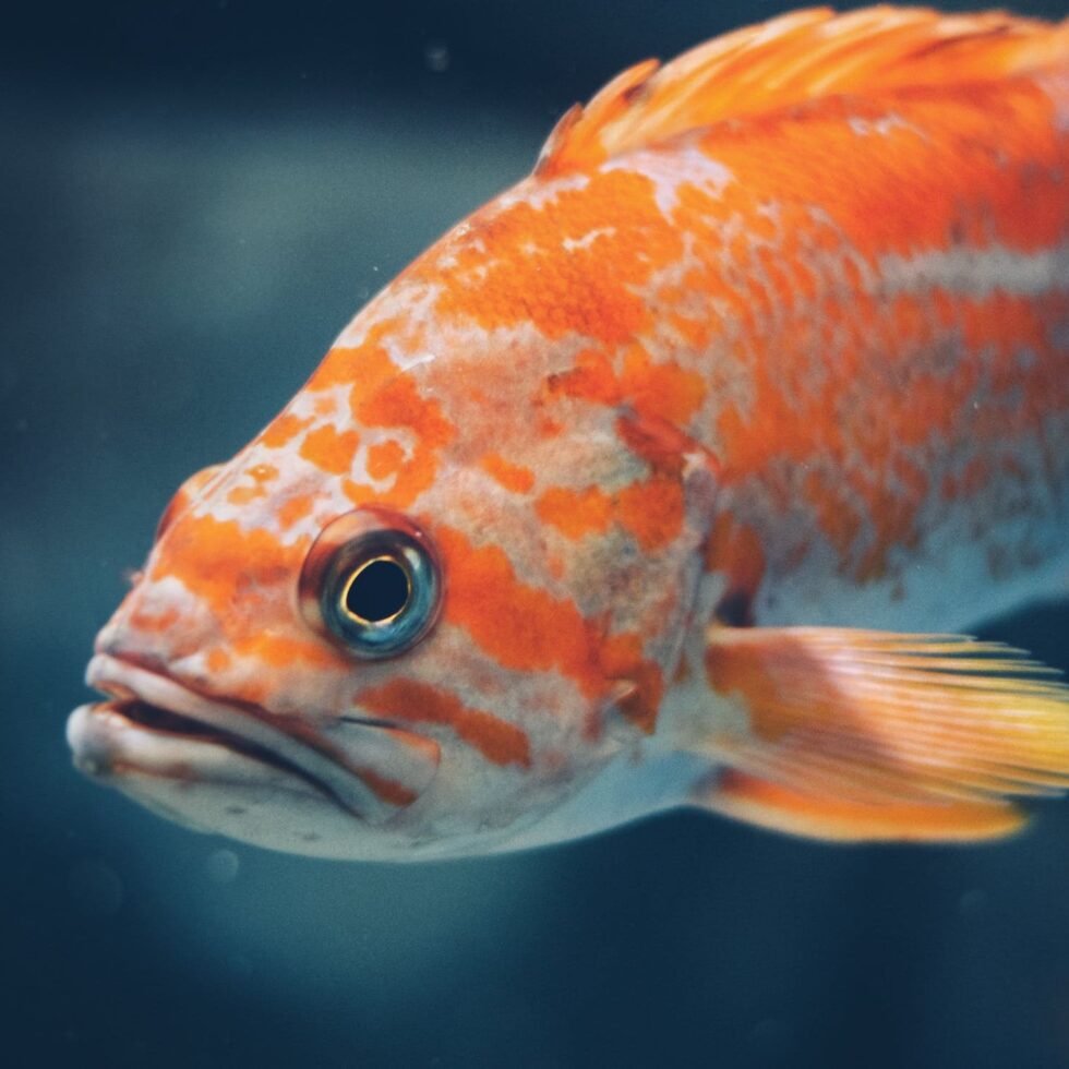 una foto di un pesce.